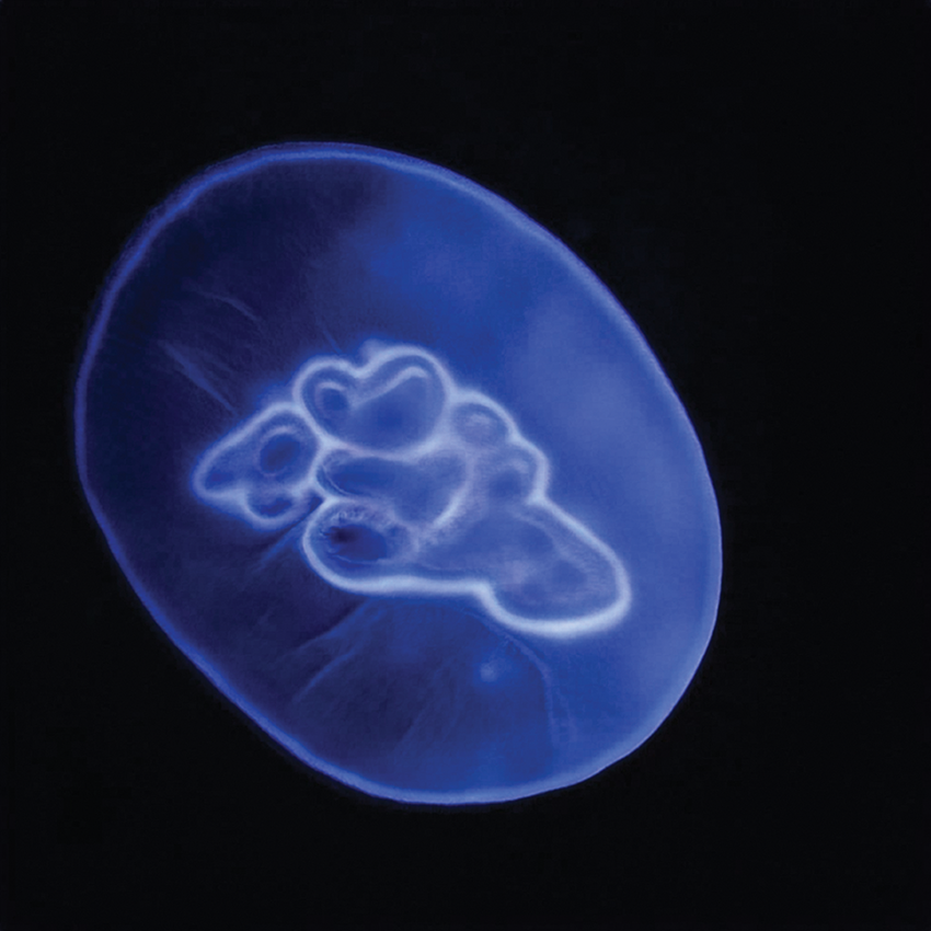 Entangled Others, This Jellyfish Does Not Exist (Esta medusa no existe).