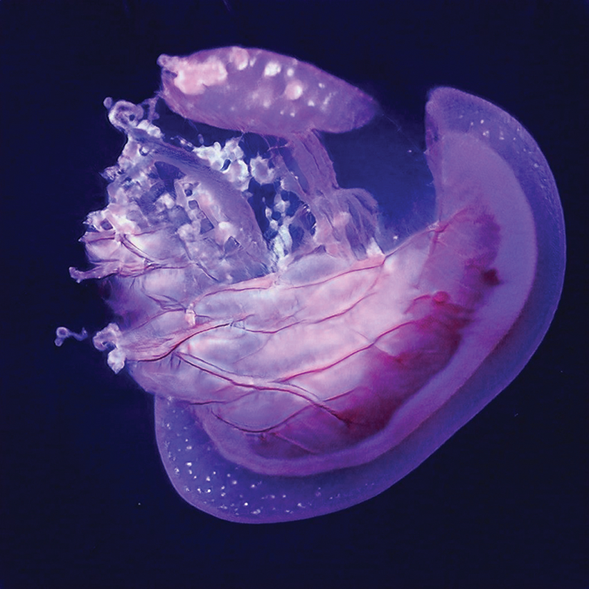 Entangled Others, This Jellyfish Does Not Exist (Esta medusa no existe).