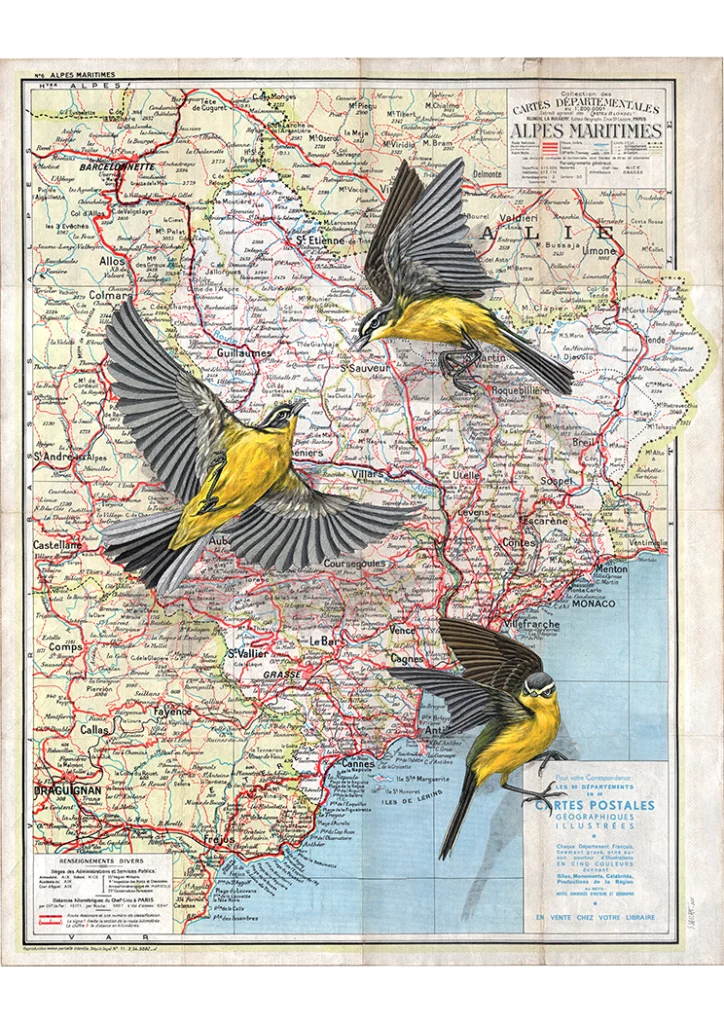 Bergeronnettes printanières dans le Sud Est Steeven Salvat, Bergeronnettes printanières dans le Sud Est (Lavanderas blancas en el sureste), 2026.