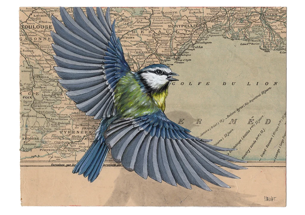 Mésange bleue près de Montpellier Steeven Salvat, Mésange bleue près de Montpellier (Carbonero común cerca de Montpellier), 2026.